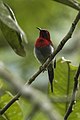 Scarlet sunbird