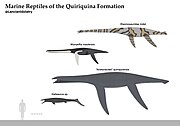 Quiriquina Fm. marine reptile size chart