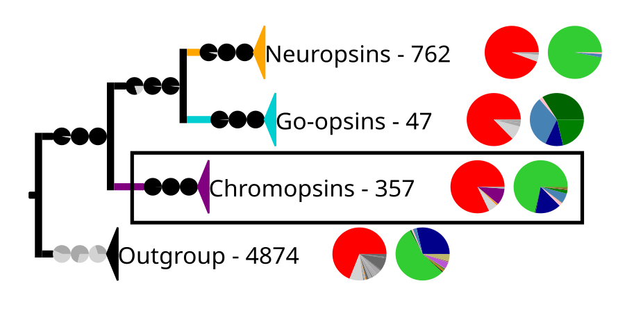 Most tetraopsins have also the retinal binding lysine except some of the chromopsins, which are highlighted by the frame and expanded in the next image. The outgroup contains other G protein-coupled receptors including the other opsins.