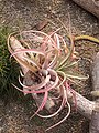 Tillandsia, 2018 Taichung World Flora Exposition, Taiwan