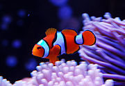 The genetically related A. percula (clownfish)