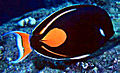 An Achilles tang, a black, lyre-tailed fish with an orange spot just before the caudal peduncle, black dorsal and anal fins with an orange stripe marking the boundary between fin and body. The tail is orange and white