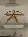 Astropecten sp.