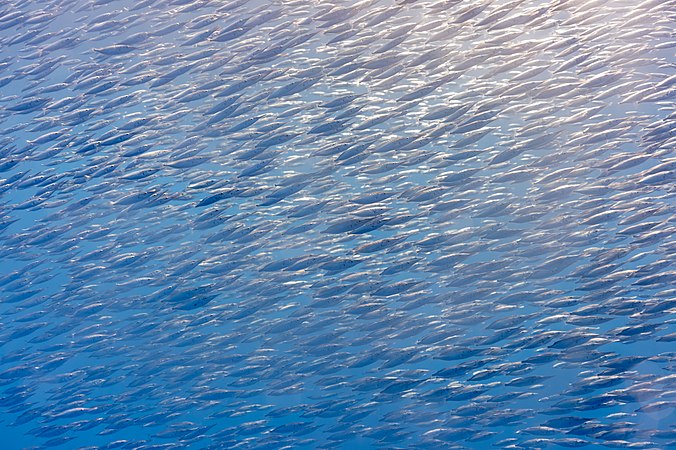 一大群的鹬嘴鱼，拍摄于葡萄牙的亚速尔群岛的Faial-Pico水道。