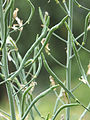 Siliques of the broccoli plant.