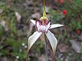 Large white spider orchid (C. venusta)