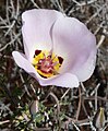 Calochortus flexuosus