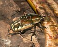 Magnificent Flower Beetle