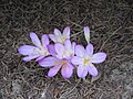 Colchicum cilicicum 'Purpureum' clump