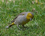 Citron-headed yellow-finch
