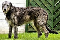 Irish Wolfhound with tricolor coat