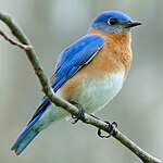 The Eastern bluebird