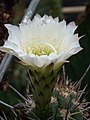 Echinopsis deserticola