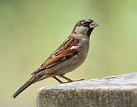 House sparrow (Passer domesticus)