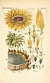 Illustratio systematis sexualis Linnaeani中的向日葵插画。