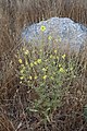 Verbascum sinuatum in Israel