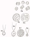 2024年2月19日 (一) 10:12版本的缩略图