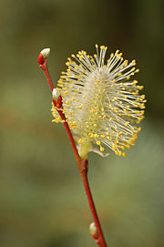 柳树花絮特写