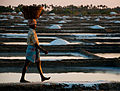 A daily wage worker in a salt field. The average minimum wage of daily labourers is around Rs.100 per day