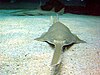 Longcomb sawfish