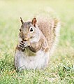 Squirrel feeding.