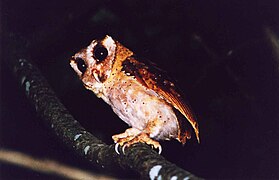 Phodilus assimilis in Kalakad Mundanthurai Tiger Reserve