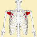 Subscapularis muscle (shown in red). Animation.