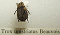 Trox unistriatus