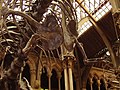 Tyrannosaurus rex forelimbs & pectoral girdle