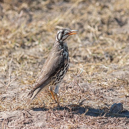 非洲地鸫（Turdus litsitsirupa），摄于卡玛犀牛保护区。