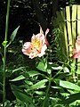 Alstroemeria ligtu cultivar