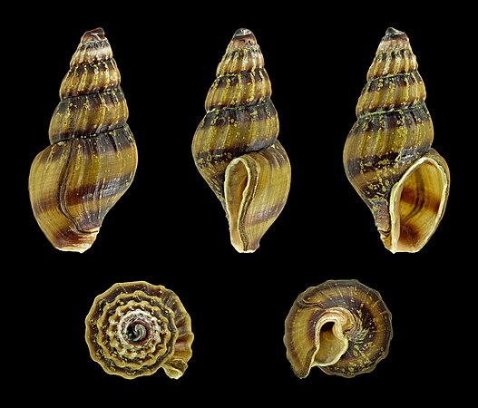 图为海伦峨螺（Anentome helena）(Philippi, 1847)，长约1.6厘米（0.63英寸）。