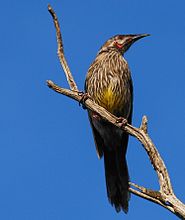 紅垂蜜鳥（Anthochaera carunculata）