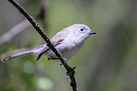 Blue-gray gnatcatcher in Arastradero Preserve in Palo Alto, California