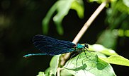 The beautiful demoiselle, one of the most common Odonata species in Slovenia