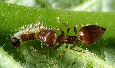 Larva attended by ant