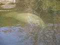 Manatee in De Leon Springs State Park