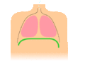 Image 20Animation of diaphragmatic breathing with the diaphragm shown in green (from Wildfire)
