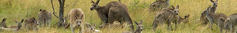 Eastern Grey Kangaroos - show another panorama