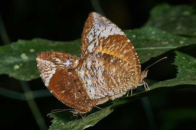 图为尾锯眼蝶（学名：Elymnias caudata），该照片摄于印度的喀拉拉邦。