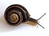 right side of the snail