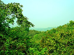 Eturnagaram forests