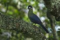 Hartlaub's Turaco