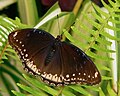 Hypolimnas bolina (Great eggfly) (Female)