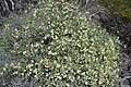 Lechenaultia linarioides bush