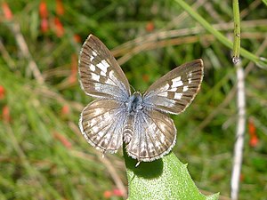 Dorsal view (female)