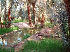 Timimoun, l'oasis.