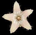 Parsonsia diaphanophleba, single flower