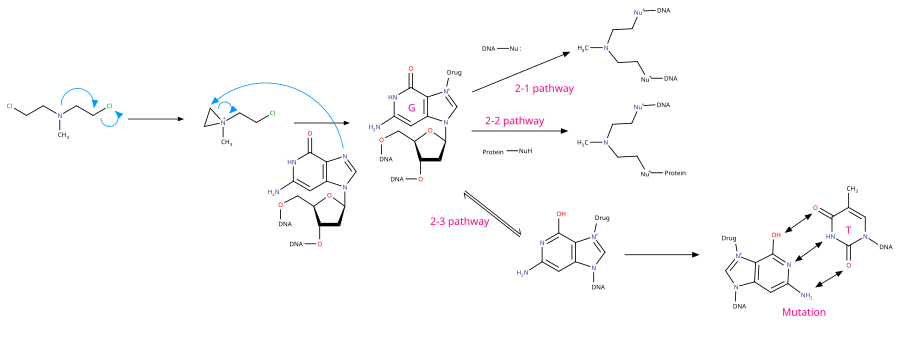 氮芥类药物第2-1,2-2,2-3条作用路径