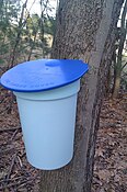 Maple sap being collected in a bucket